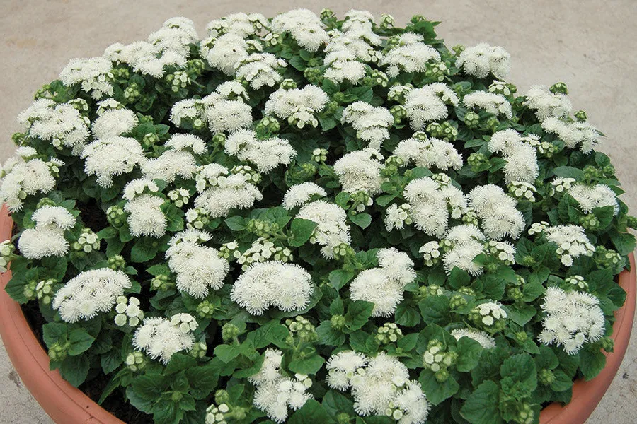 อะเจอราตุ้ม อะโลฮา Ageratum Aloha - Image 2