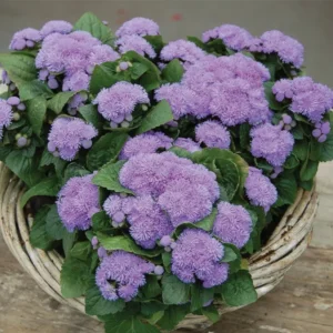 อะเจอราตุ้ม อะโลฮา Ageratum Aloha