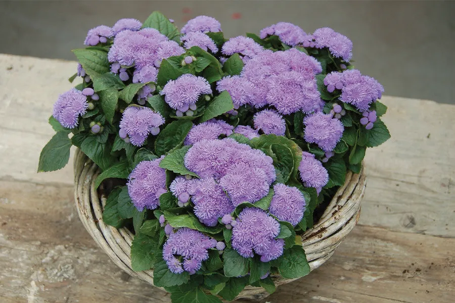 อะเจอราตุ้ม อะโลฮา Ageratum Aloha