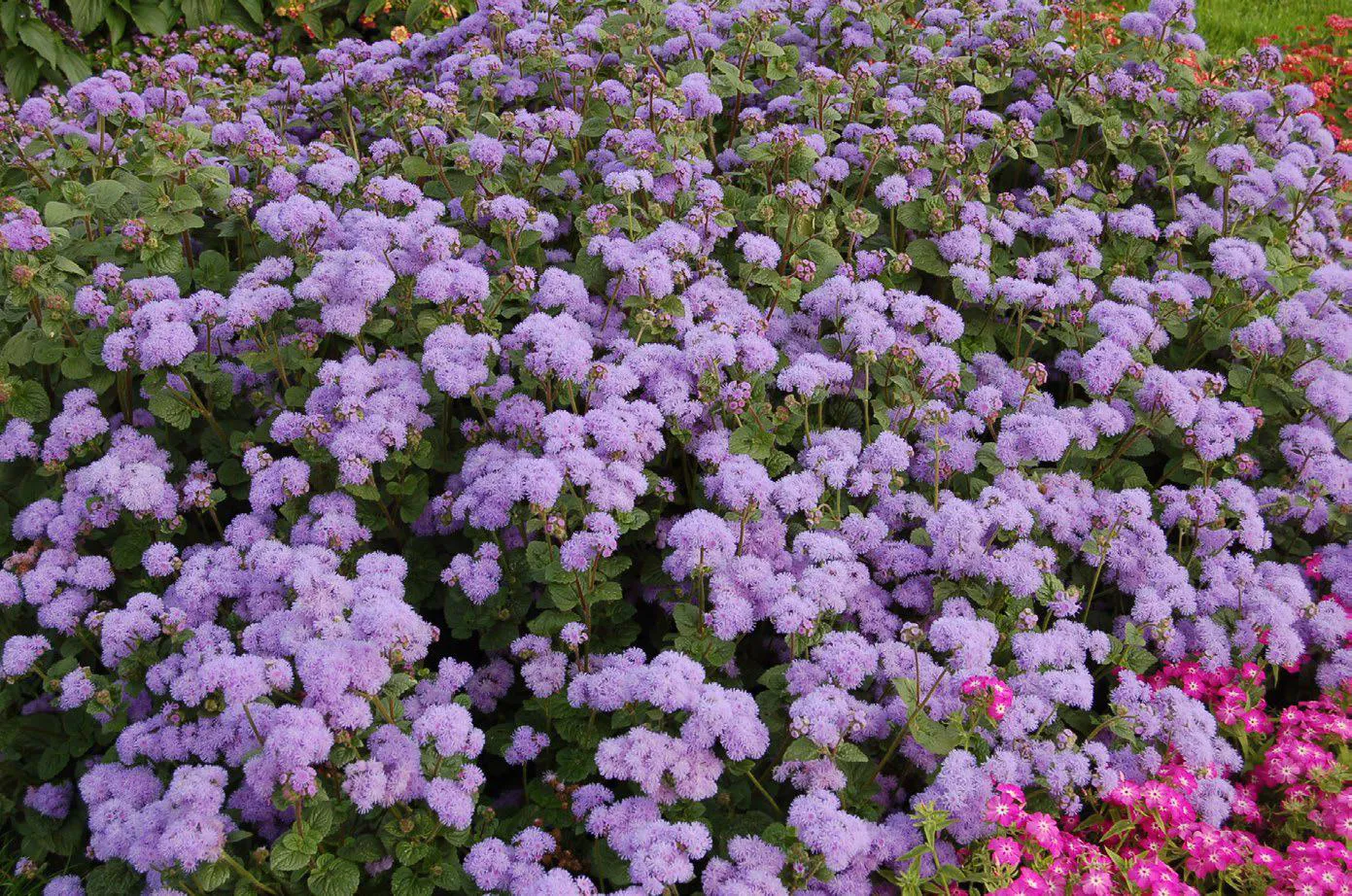 อะเจอราตุ้ม บลู แพลเนท Ageratum Blue Planet