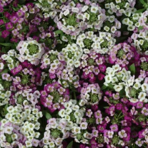 อลิสซั่ม เคลียร์ คริสตัล Alyssum Clear Crystal