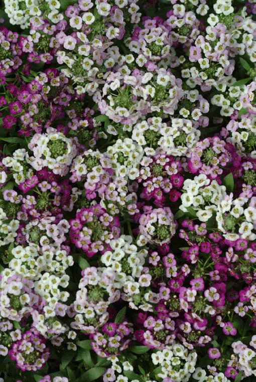 อลิสซั่ม เคลียร์ คริสตัล Alyssum Clear Crystal