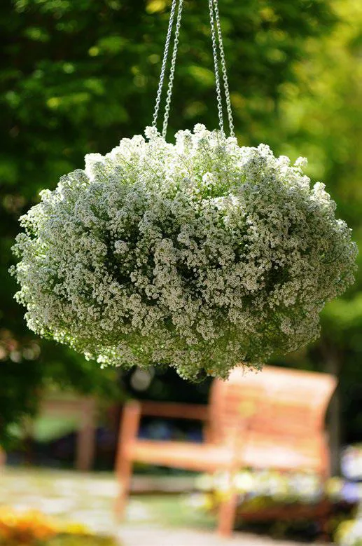 อลิสซั่ม เคลียร์ คริสตัล Alyssum Clear Crystal - Image 2