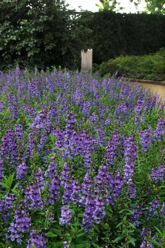 แองเจโลเนีย เซเรน่า Angelonia F1 - Image 2