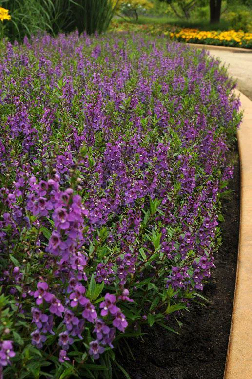 แองเจโลเนีย เซเรน่า Angelonia F1 - Image 3