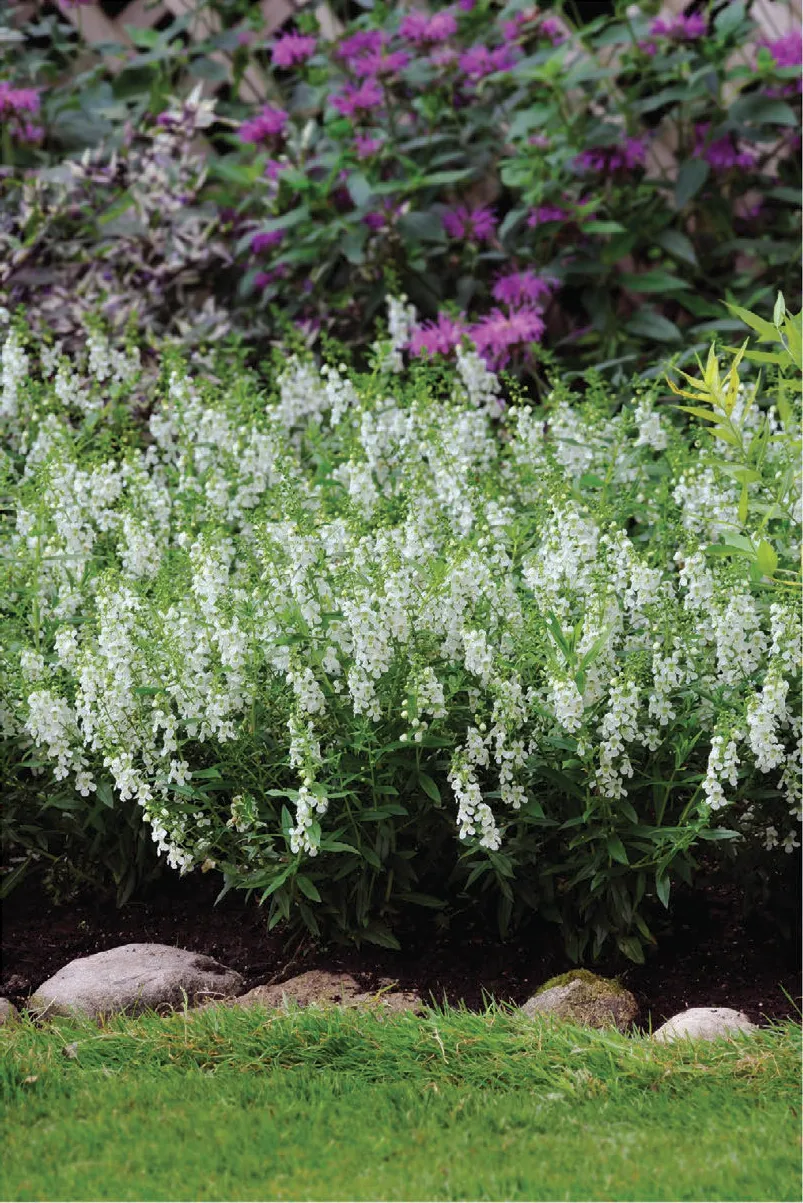 แองเจโลเนีย เซเรน่า Angelonia F1 - Image 4