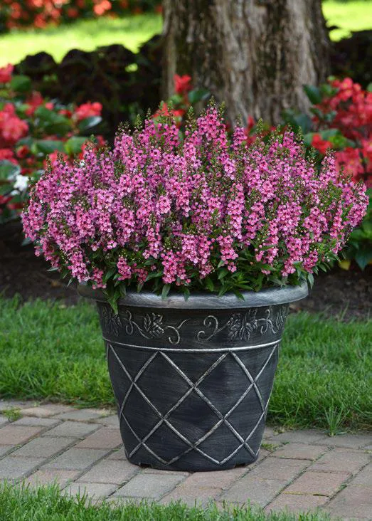 แองเจโลเนีย เซเรน่า Angelonia F1 - Image 5