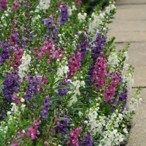 แองเจโลเนีย เซเรนิต้า Angelonia Serenita F1