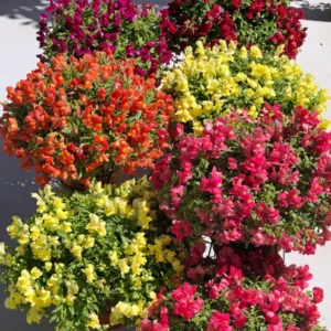 ลิ้นมังกร แคนดี้ ชาวเวอร์ Antirrhinum Candy Showers F1