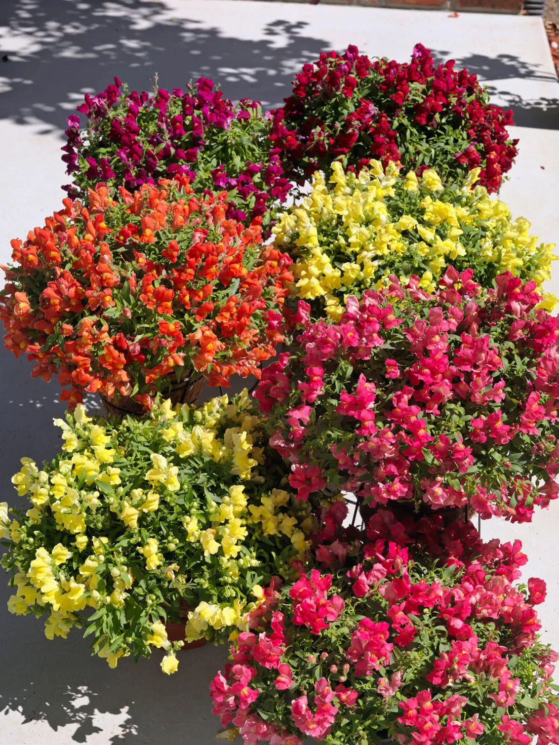 ลิ้นมังกร แคนดี้ ชาวเวอร์ Antirrhinum Candy Showers F1