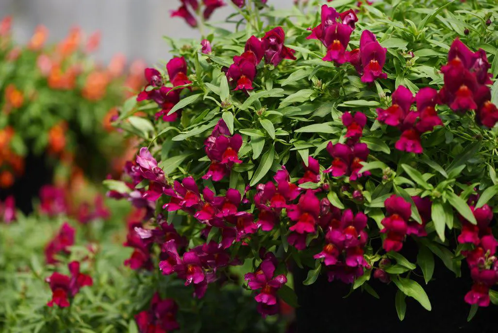 ลิ้นมังกร แคนดี้ ชาวเวอร์ Antirrhinum Candy Showers F1 - Image 3