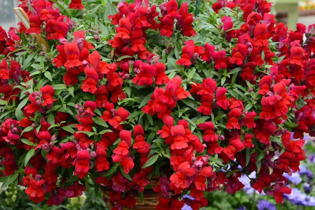 ลิ้นมังกร แคนดี้ ชาวเวอร์ Antirrhinum Candy Showers F1 - Image 5