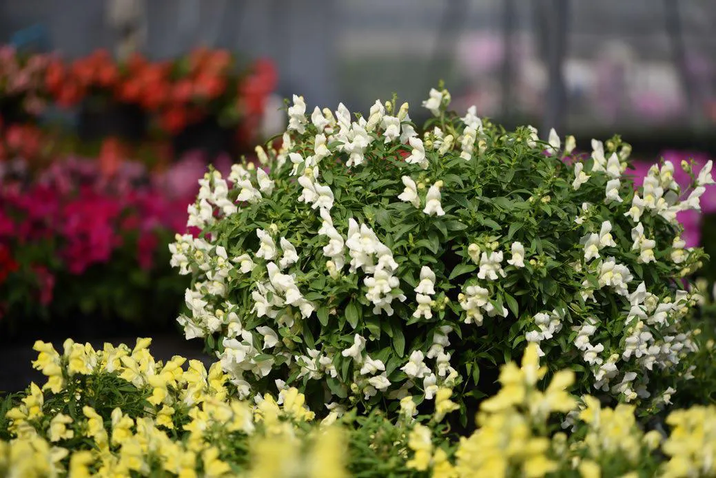 ลิ้นมังกร แคนดี้ ชาวเวอร์ Antirrhinum Candy Showers F1 - Image 8