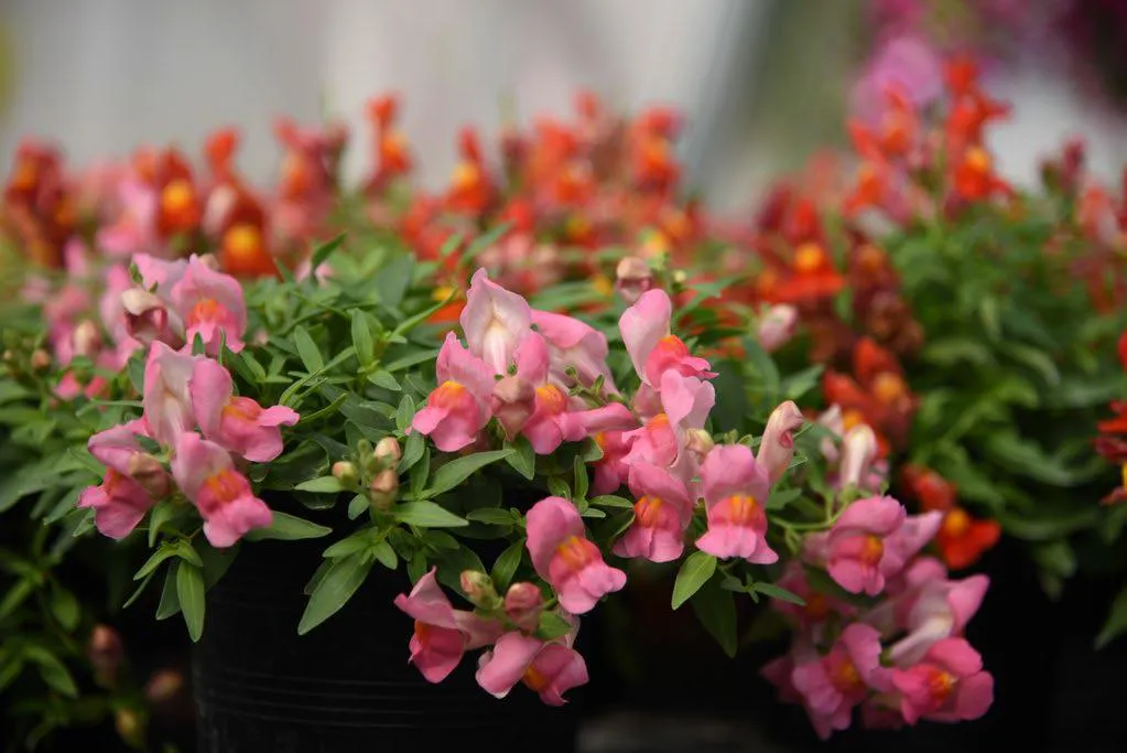 ลิ้นมังกร แคนดี้ ชาวเวอร์ Antirrhinum Candy Showers F1 - Image 9