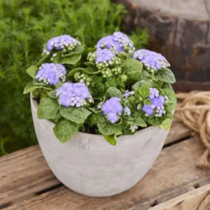 อะเจอราตุ้ม โคน่า Ageratum Kona